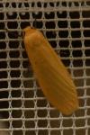 Wittia sororcula