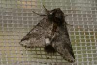 Thaumetopoea processionea