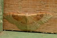 Idaea degeneraria