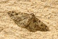 Cleorodes lichenaria