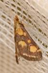 Pyrausta purpuralis