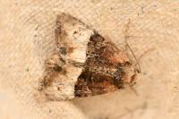 Mesoligia furuncula