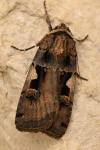 Xestia c-nigrum