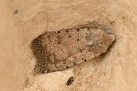 Caradrina clavipalpis