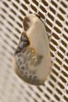Cilix glaucata