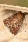 Lacanobia oleracea