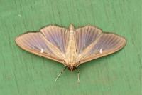 Cydalima perspectalis
