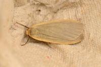 Collita griseola