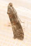 Phycita roborella