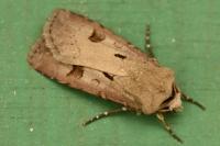 Agrotis exclamationis exclamationis