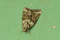 Cryphia algae