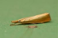 Agriphila straminella