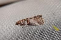 Acrobasis advenella