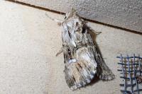 Calophasia lunula