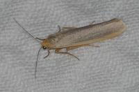Eilema caniola