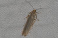 Eilema caniola