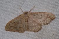 Idaea aversata