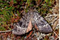 Amphipyra berbera svenssoni
