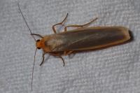 Manulea complana