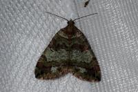 Hydriomena furcata
