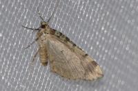 Hydriomena furcata