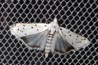 Myelois circumvoluta