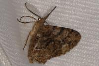 Peribatodes secundaria secundaria