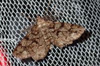 Peribatodes secundaria secundaria