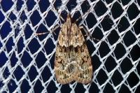 Eudonia mercurella