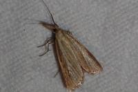 Agriphila straminella