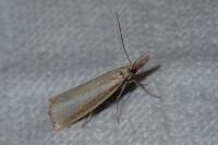 Agriphila straminella