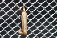 Agriphila straminella