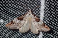 Aplocera praeformata