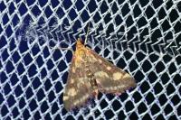 Pyrausta purpuralis