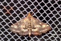 Pyrausta purpuralis