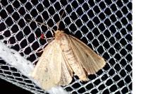 Photedes minima