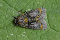 Cryphia algae