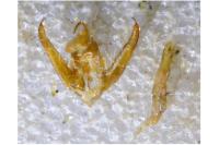 Cryphia algae