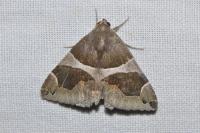 Dysgonia algira