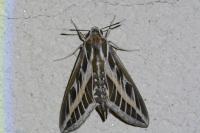 Hyles livornica