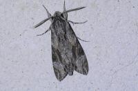 Agrius convolvuli