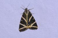 Euplagia quadripunctaria