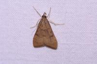 Uresiphita gilvata