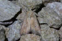 Mythimna unipuncta