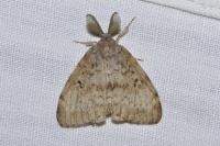 Lymantria dispar