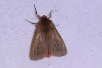 Phragmatobia fuliginosa