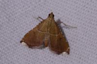 Endotricha flammealis
