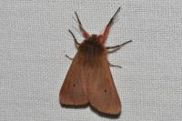 Phragmatobia fuliginosa