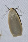 Collita griseola