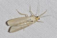 Eilema caniola